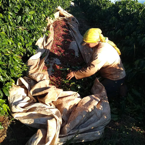 Direct Trade Coffee